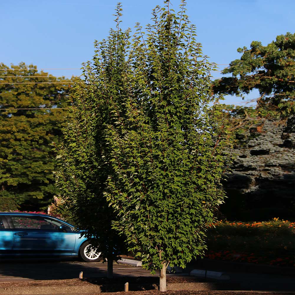 Armstrong Gold® Maple Tree - Image 4