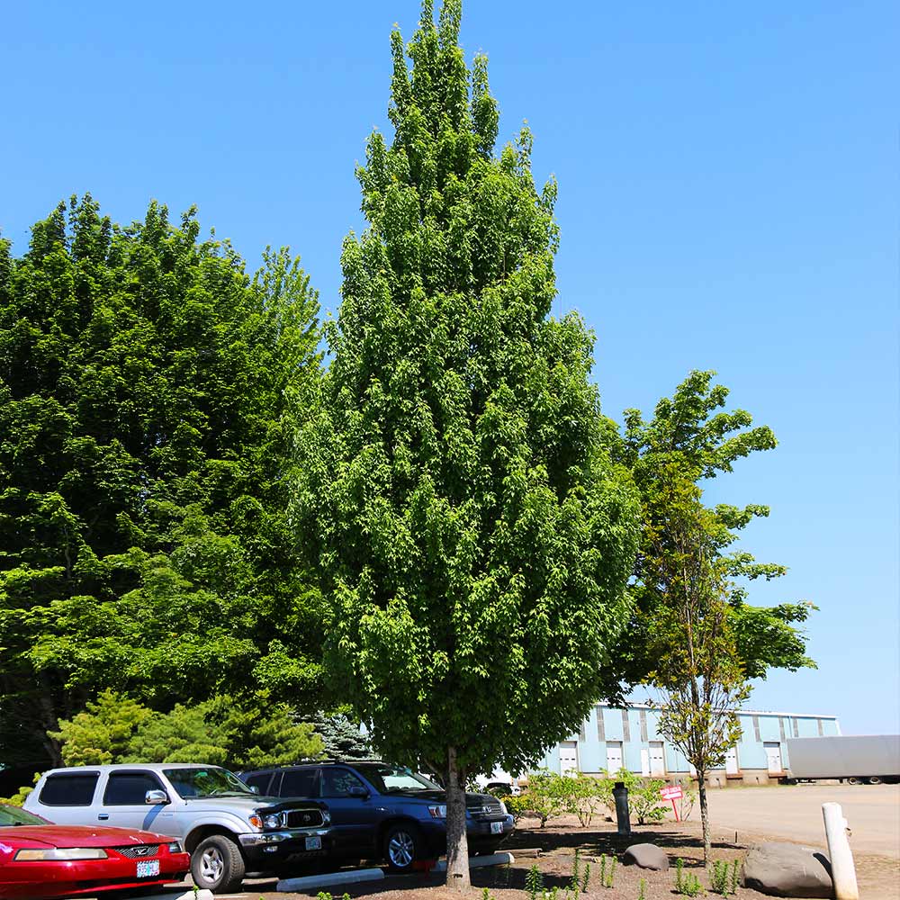 Armstrong Gold® Maple Tree - Image 2