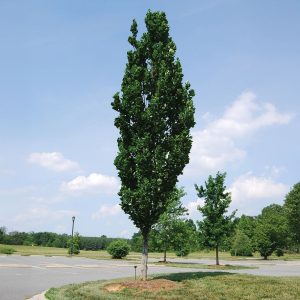 Arnold Tuliptree Tree