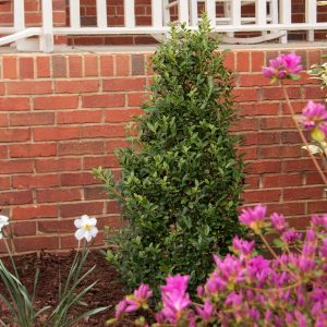 Arrow Point® Japanese Holly