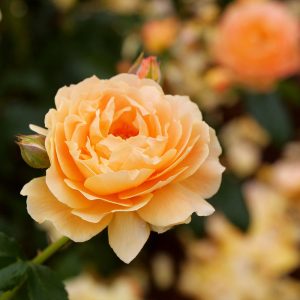 Proven Winners® At Last® Rose Shrub