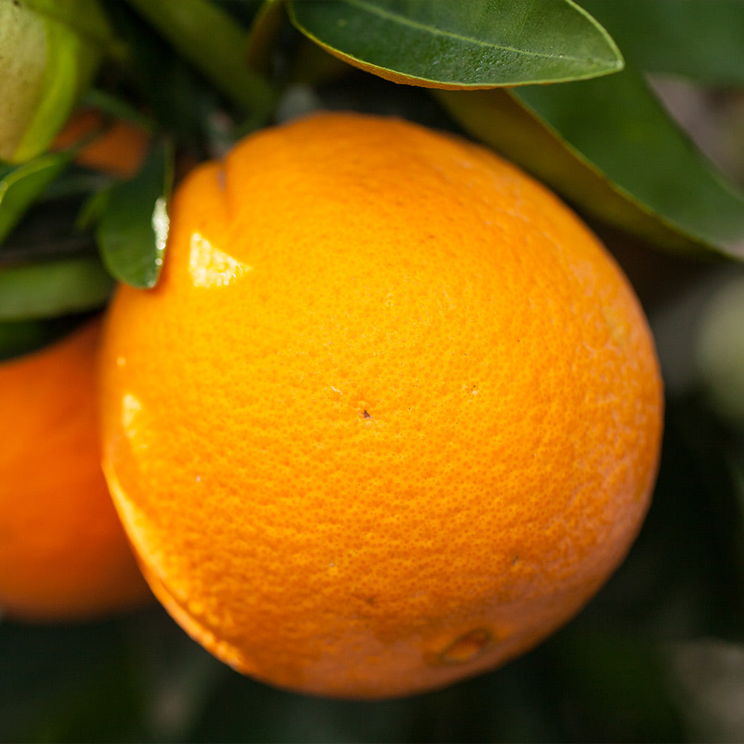 Autumn Gold Navel Orange Tree - Image 2