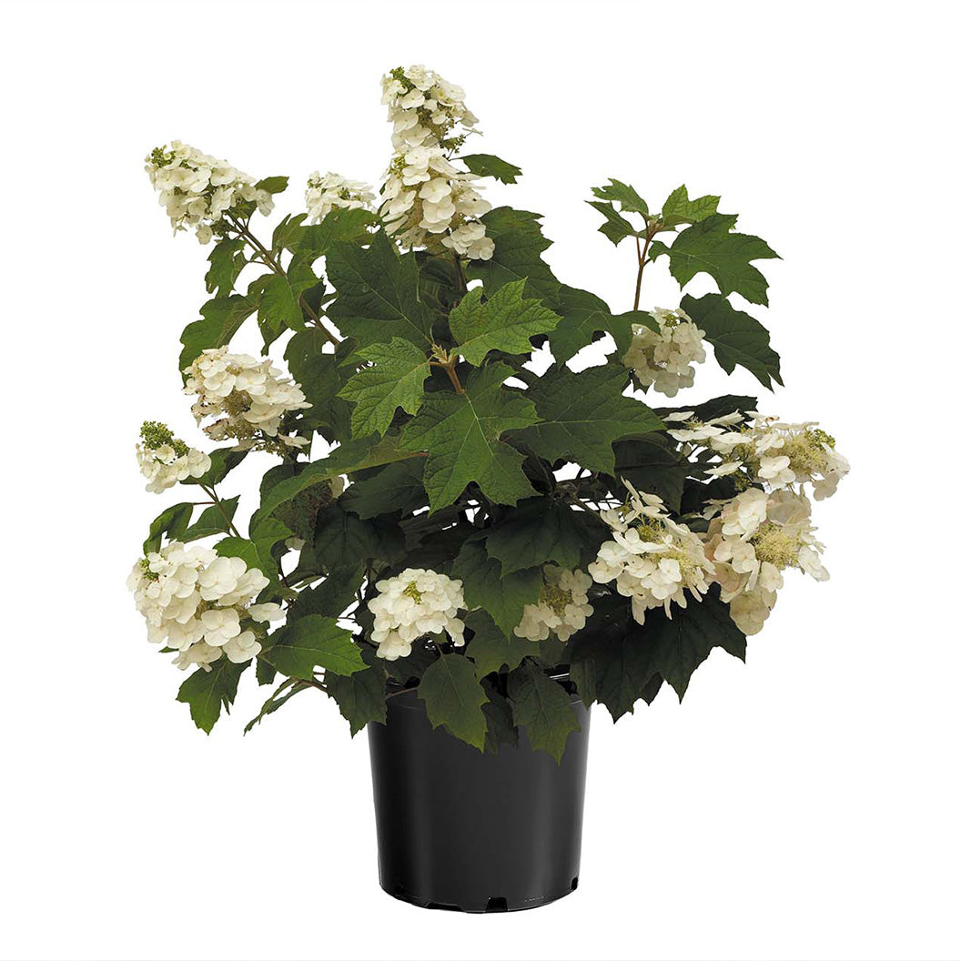 Autumn Reprise Oakleaf Hydrangea Shrub - Image 4