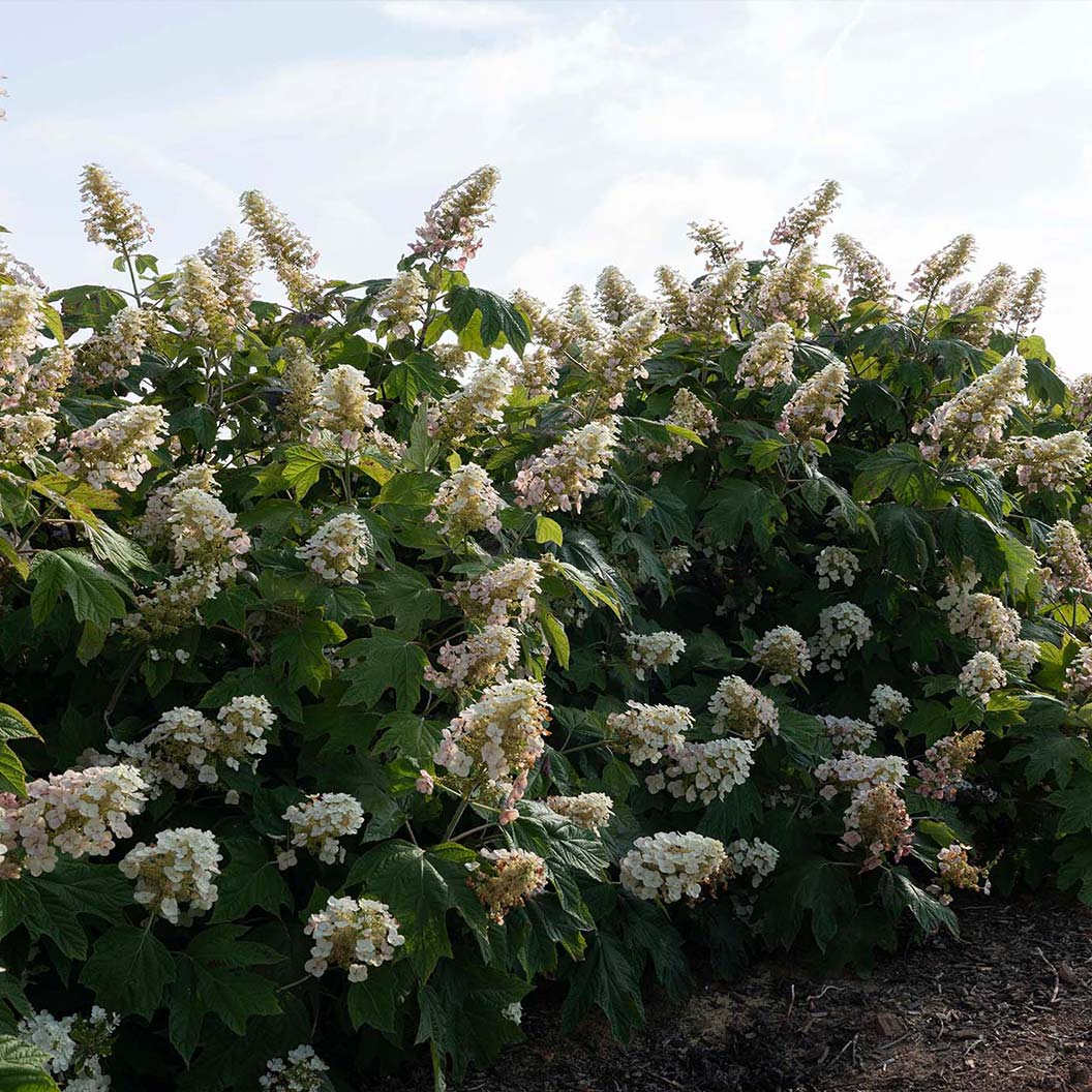 Autumn Reprise Oakleaf Hydrangea Shrub - Image 3