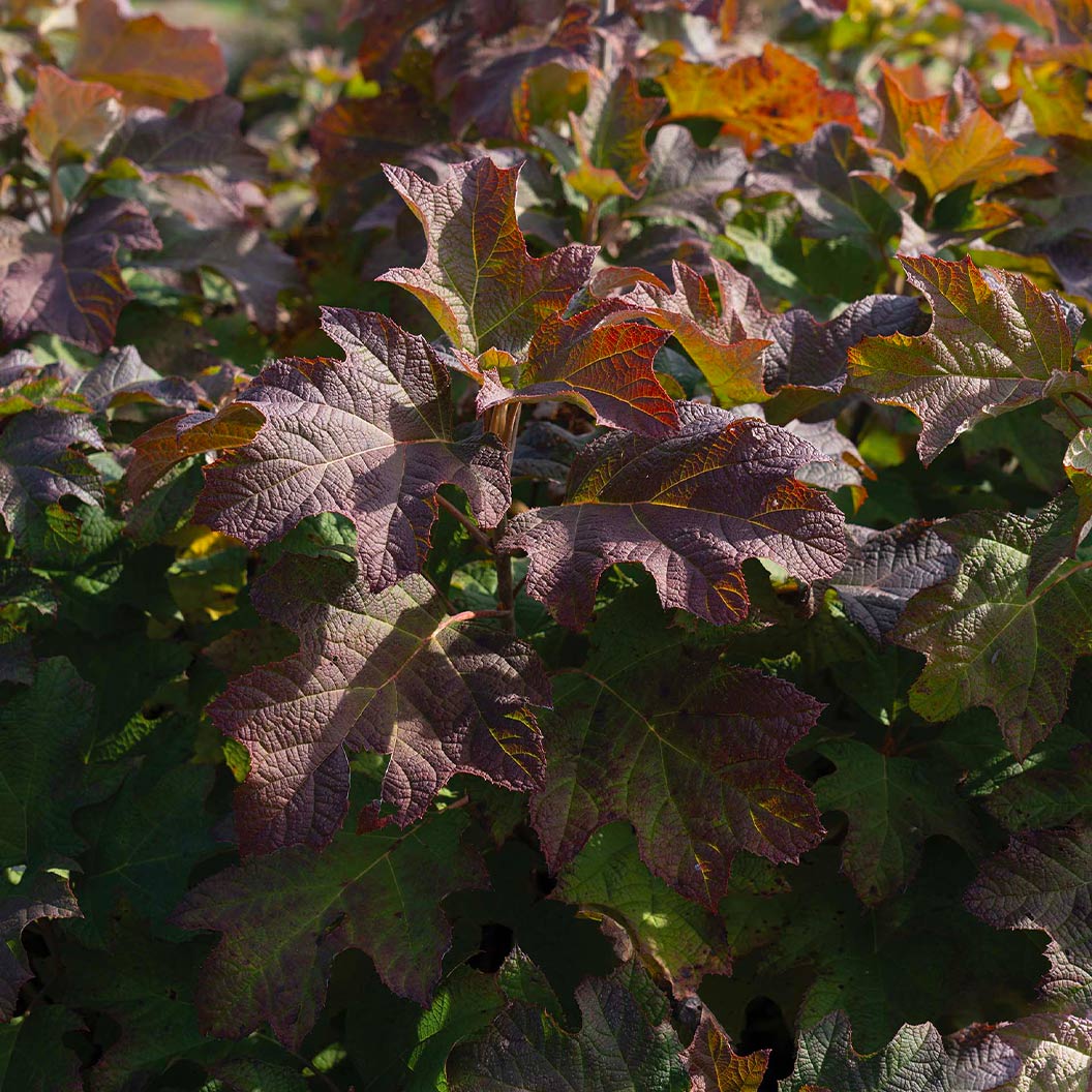 Autumn Reprise Oakleaf Hydrangea Shrub - Image 2