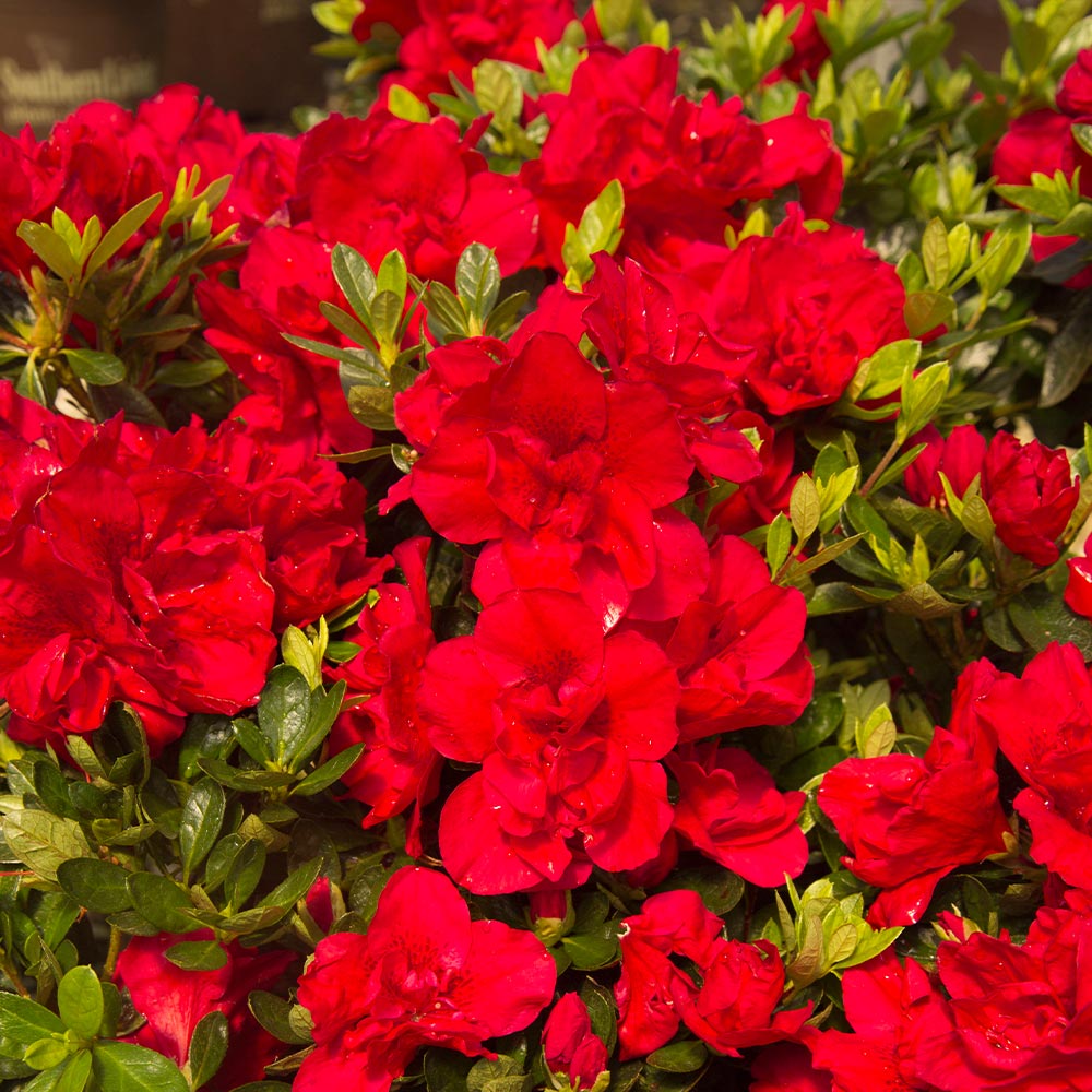 Autumn Bonfire® Encore® Azalea Shrub - Image 2