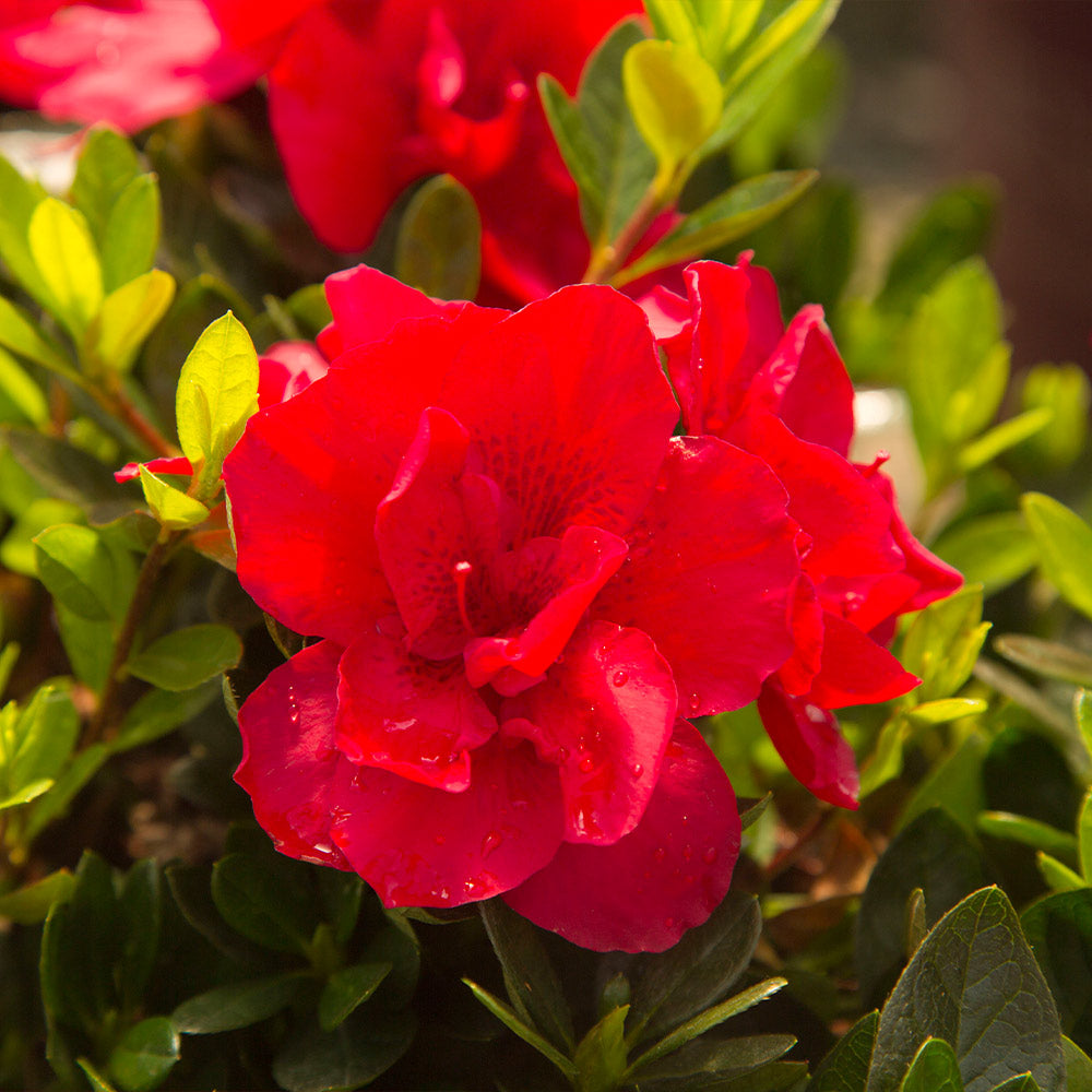 Autumn Bonfire® Encore® Azalea Shrub - Image 3