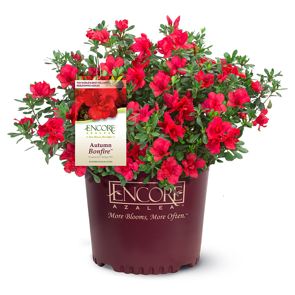 Autumn Bonfire® Encore® Azalea Shrub - Image 5