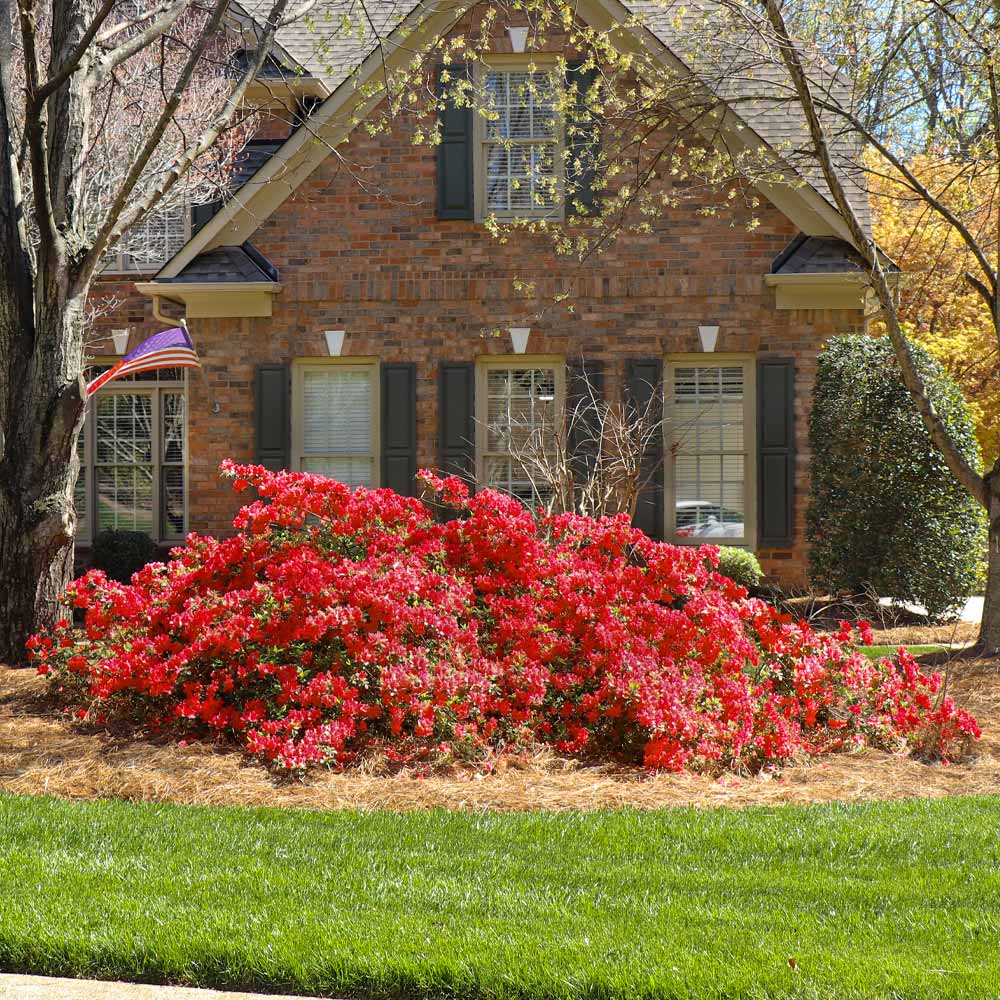 Autumn Bonfire® Encore® Azalea Shrub - Image 4
