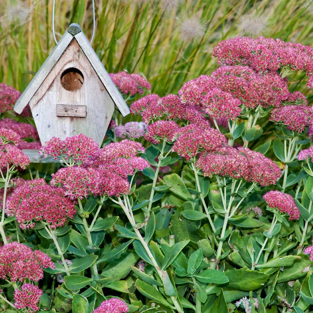 Autumn Joy Sedum - Image 2