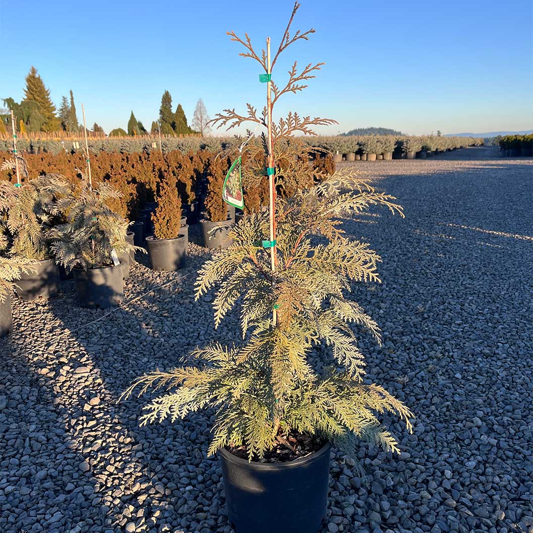 Blue Korean Arborvitae Tree - Image 2