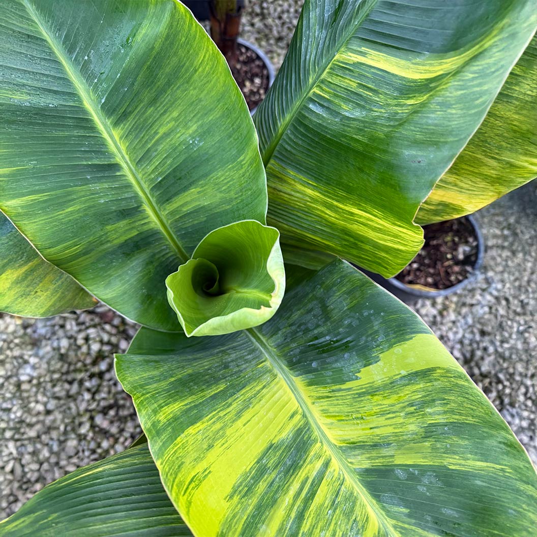 Dwarf Cavendish Variegated Banana Tree - Image 2