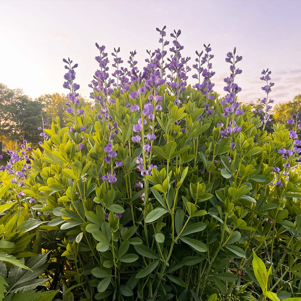 Blue False Indigo Plant - Image 2