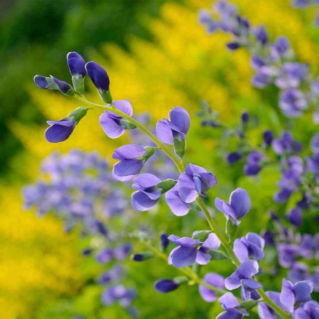 Blue False Indigo Plant - Image 3