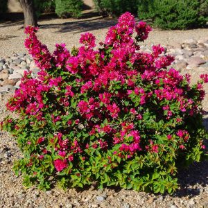 Barbara Karst Bougainvillea Shrub