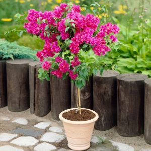 Barbara Karst Bougainvillea Tree