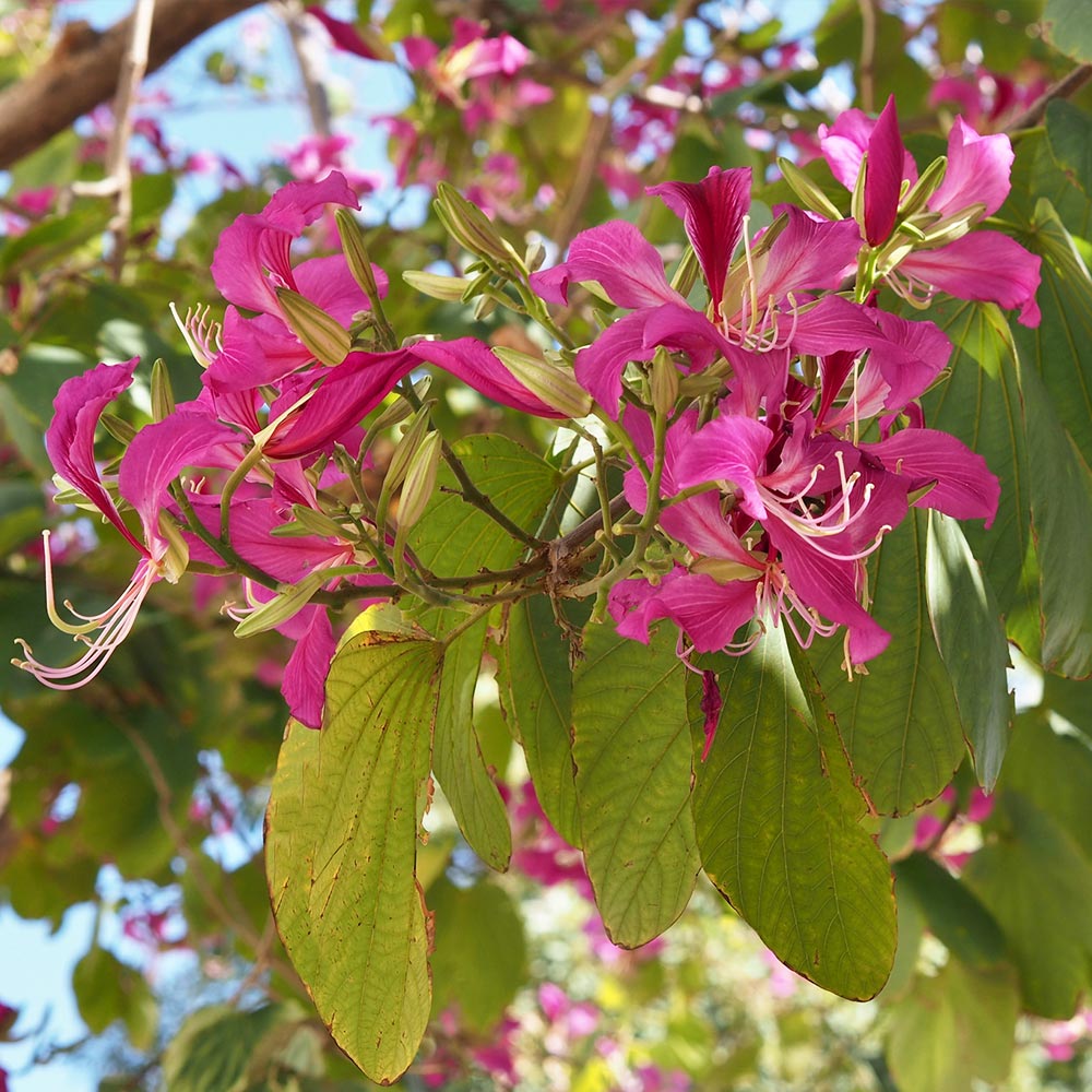 Hong Kong Orchid Tree - Image 5