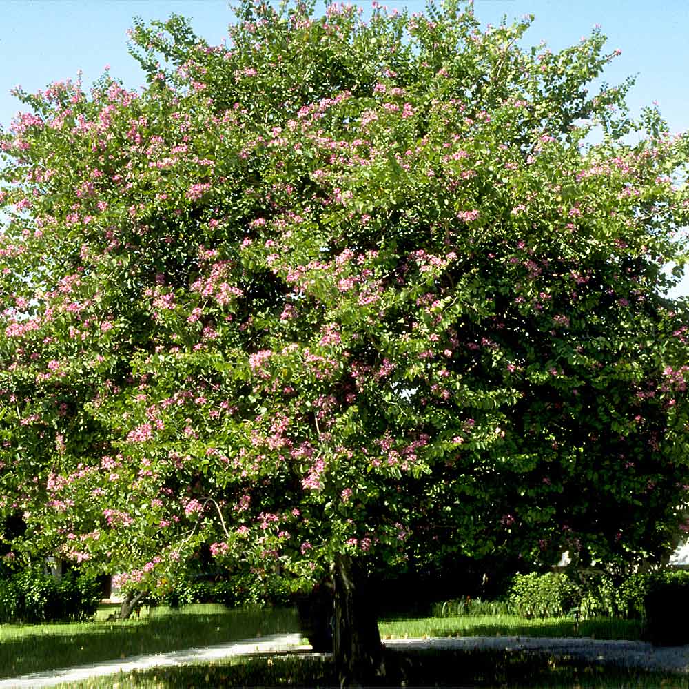 Hong Kong Orchid Tree - Image 4