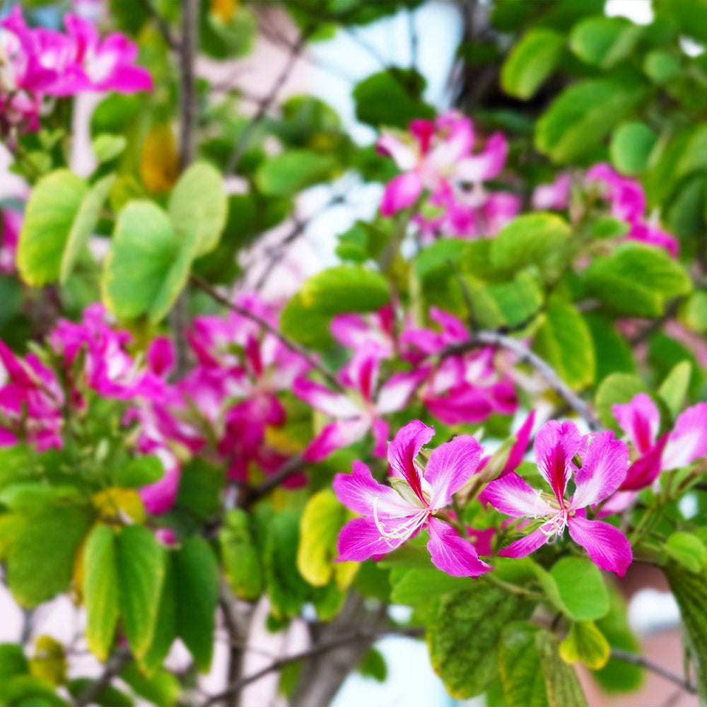 Hong Kong Orchid Tree - Image 3