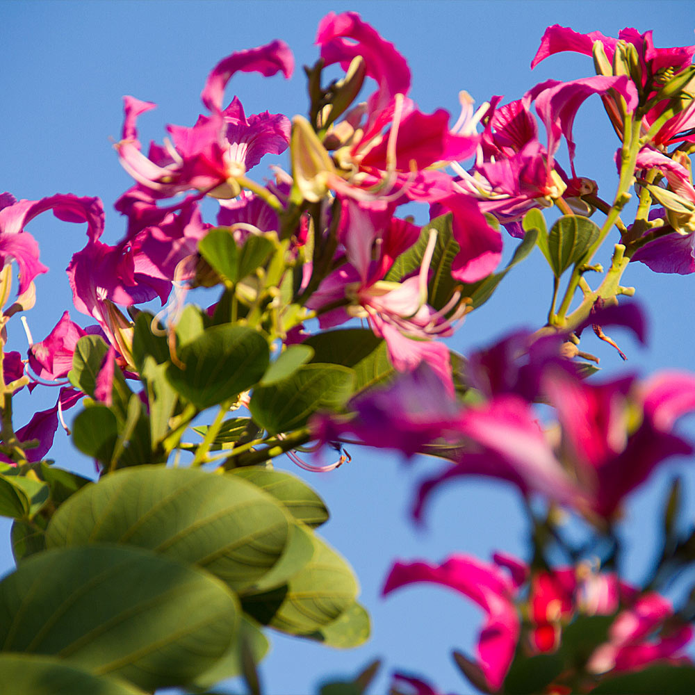 Hong Kong Orchid Tree - Image 2