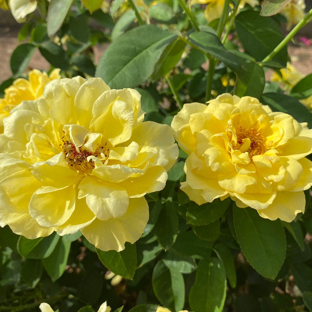 Bee Heaven™ Rose Shrub - Image 3