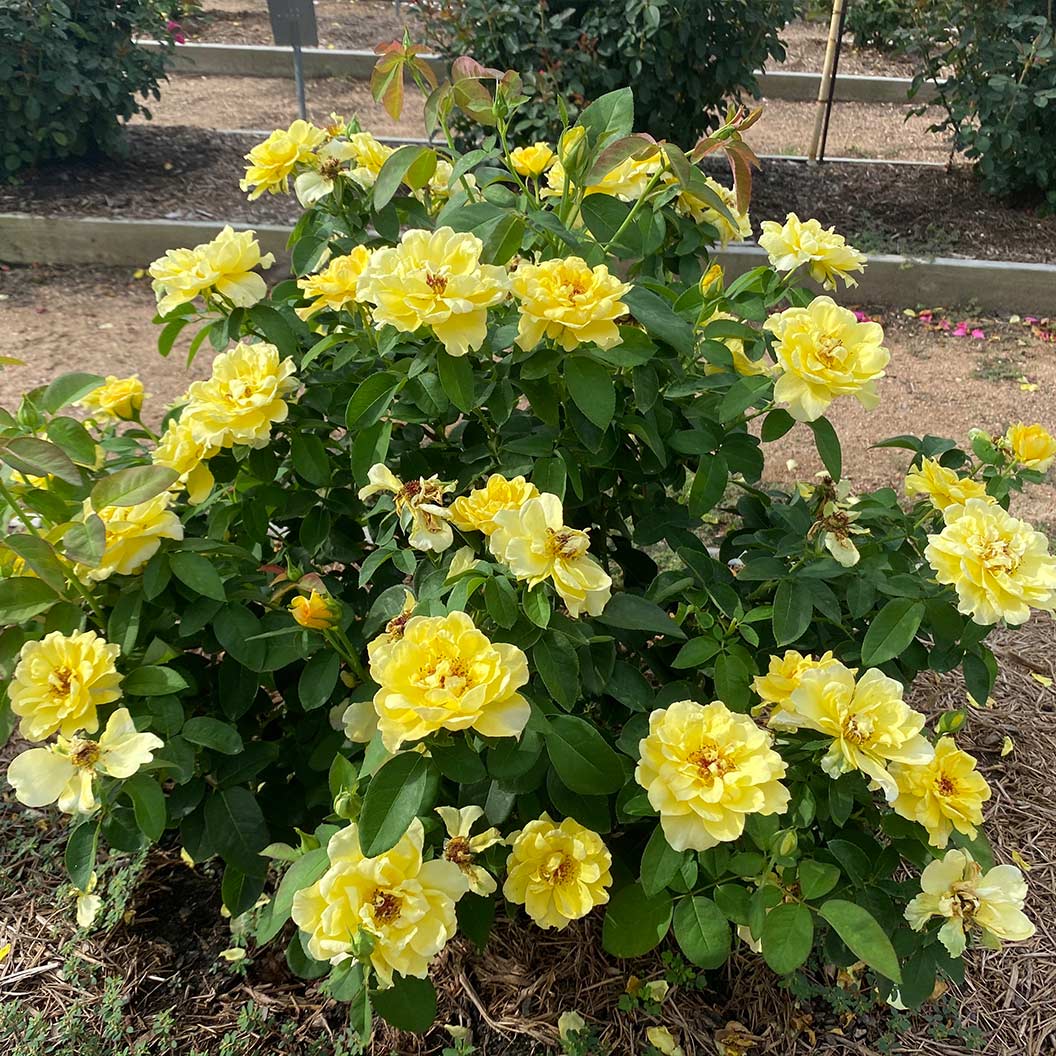 Bee Heaven™ Rose Shrub - Image 2