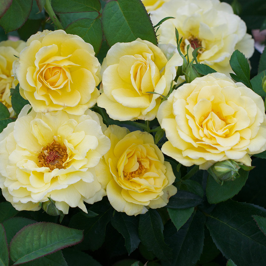 Bee Heaven™ Rose Shrub - Image 4