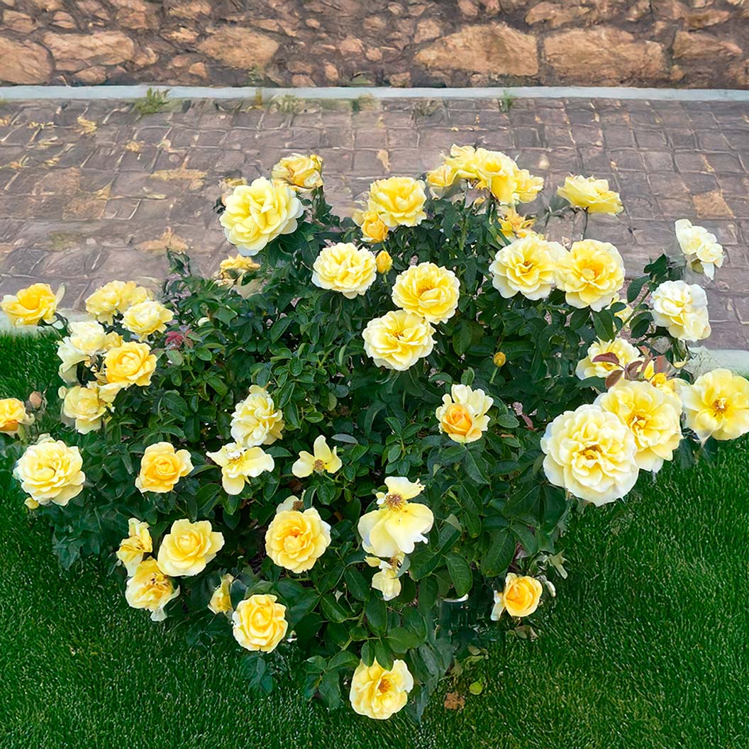 Bee Heaven™ Rose Shrub - Image 5