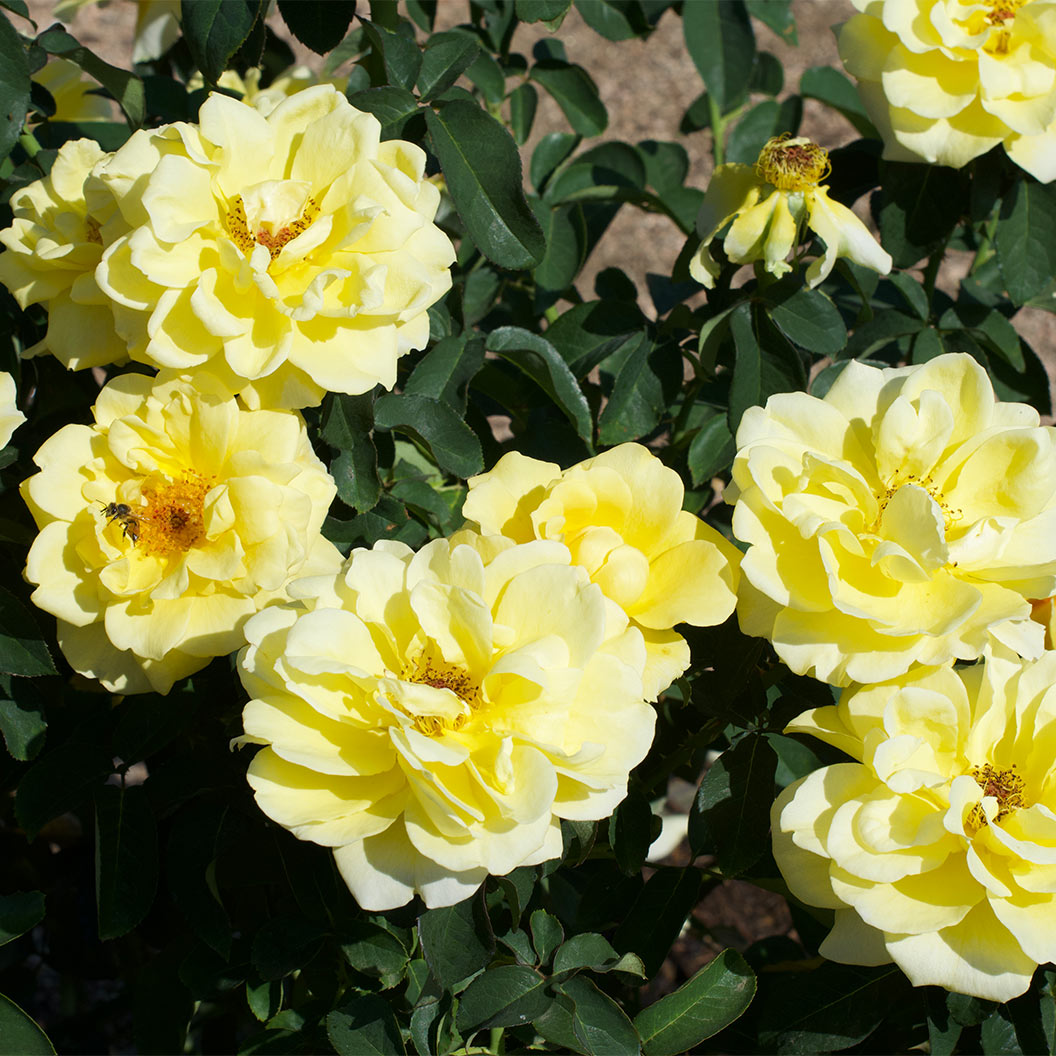 Bee Heaven™ Rose Shrub - Image 6