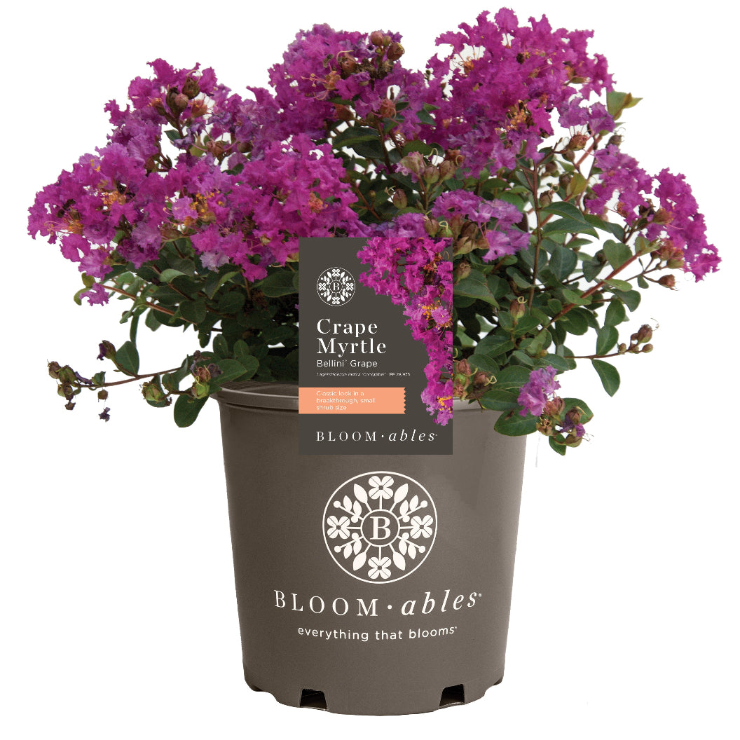 Bloomables® Bellini® Grape Crape Myrtle - Image 3