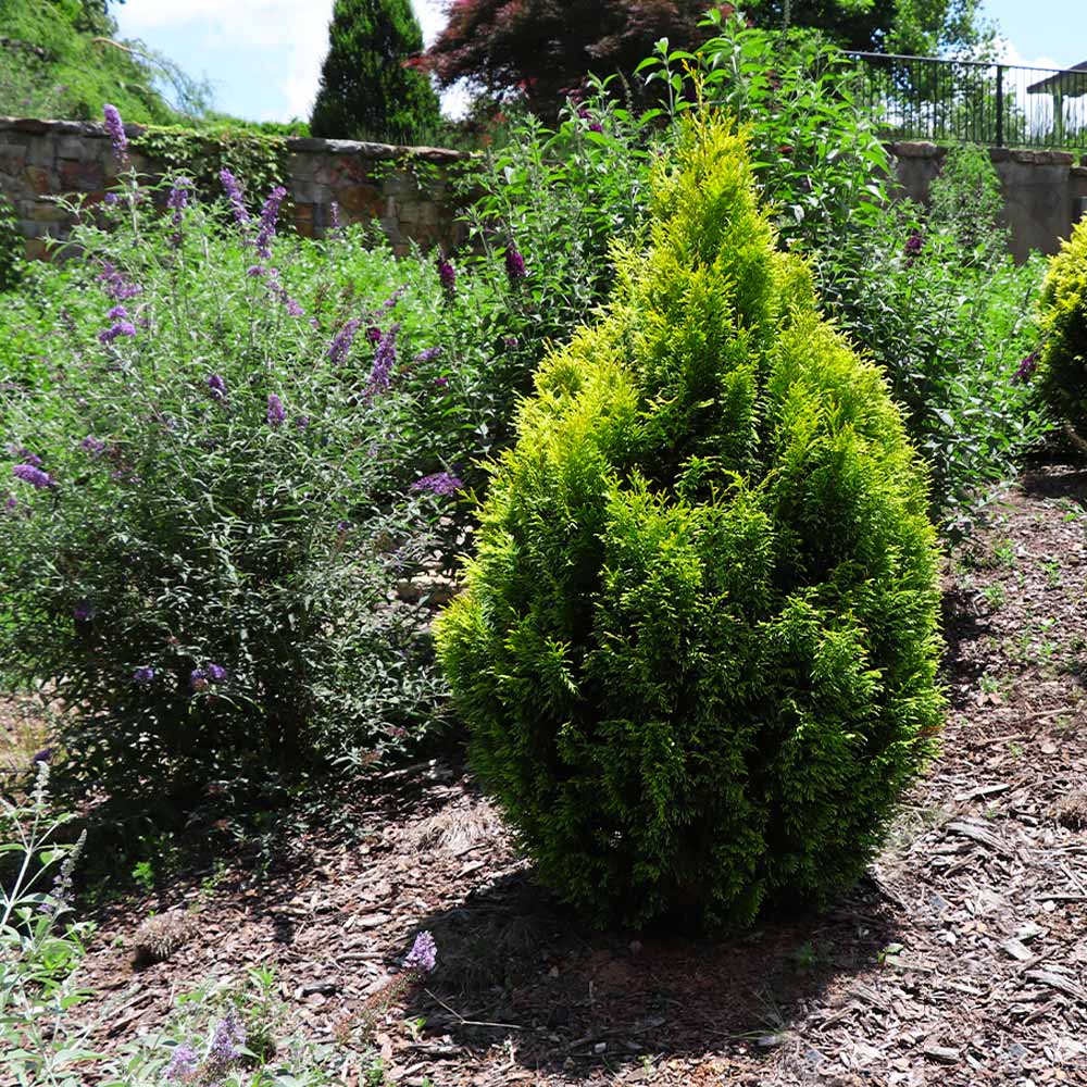 Berckman's Gold Arborvitae - Image 3