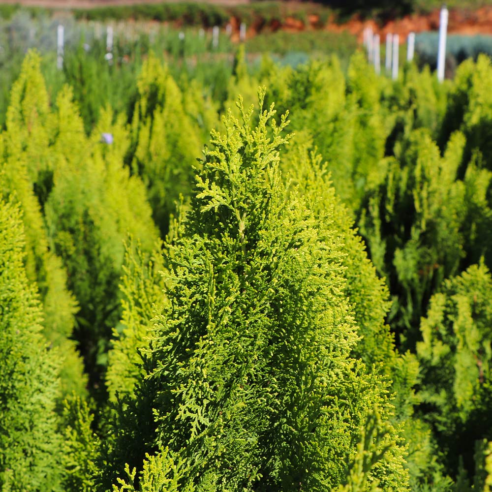 Berckman's Gold Arborvitae - Image 4