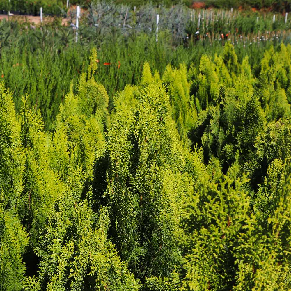 Berckman's Gold Arborvitae - Image 2