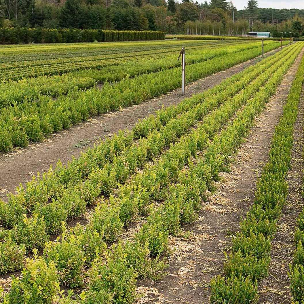 Better Boxwood® Babylon Beauty™ Shrub - Image 3