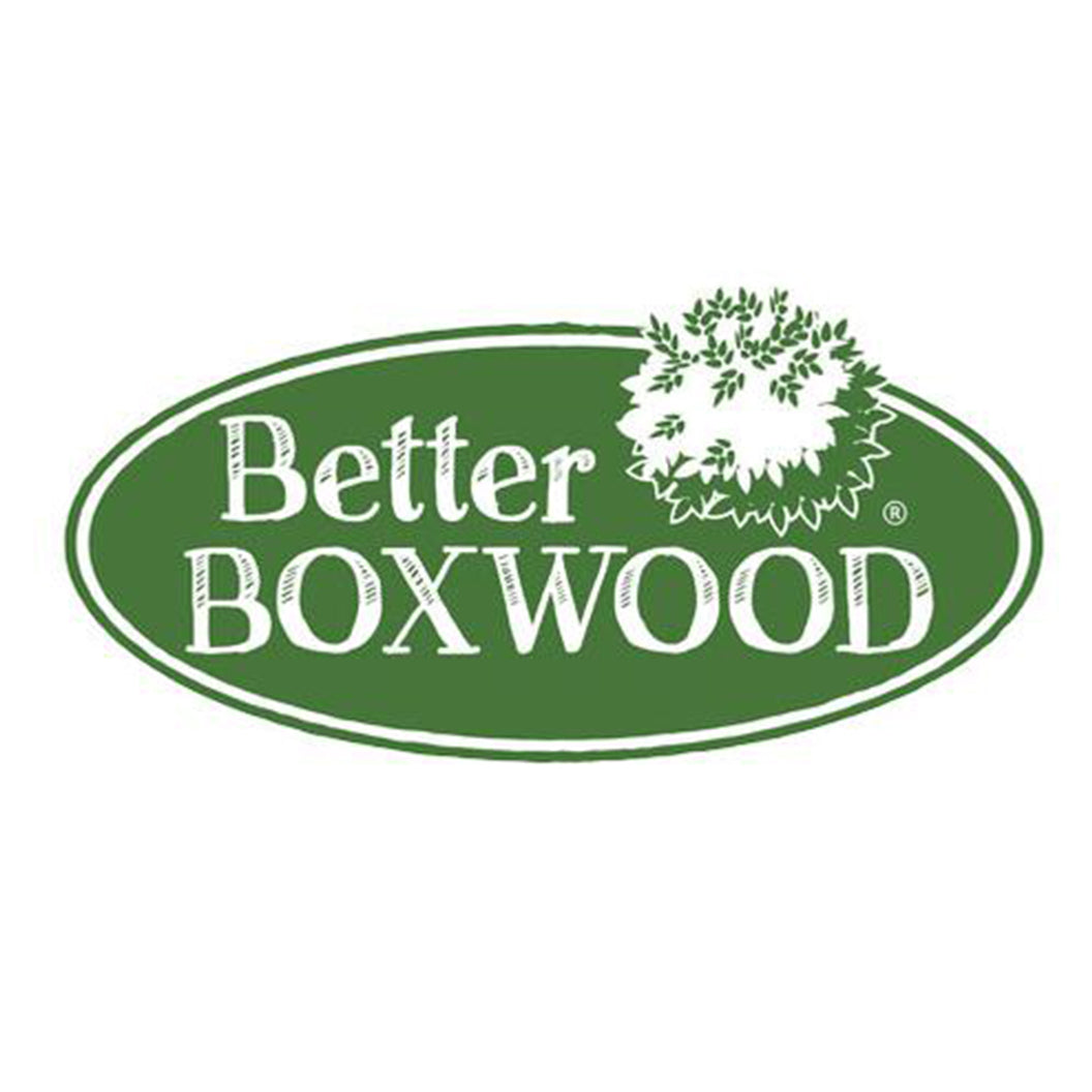 Better Boxwood® Babylon Beauty™ Shrub - Image 4