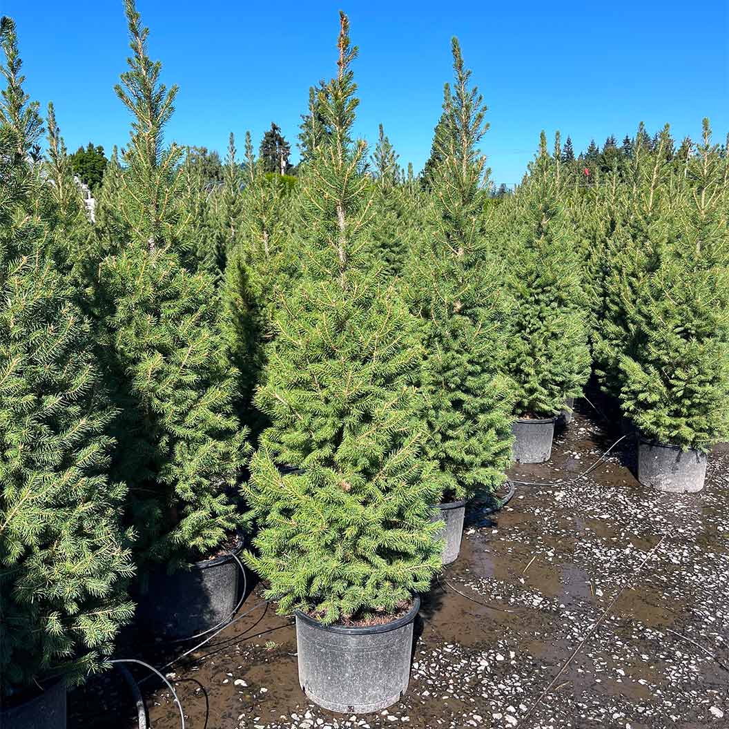 Big Berta White Spruce Tree - Image 2