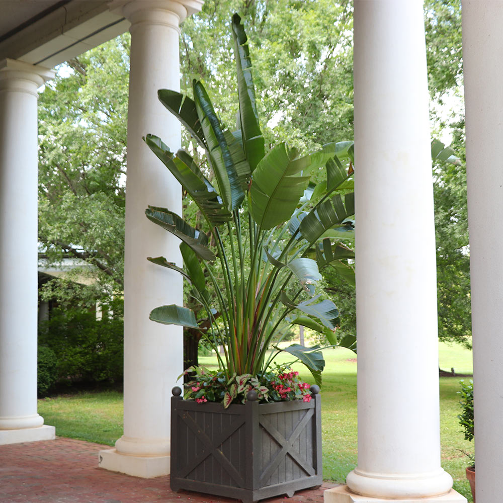 Orange Bird of Paradise - Image 2