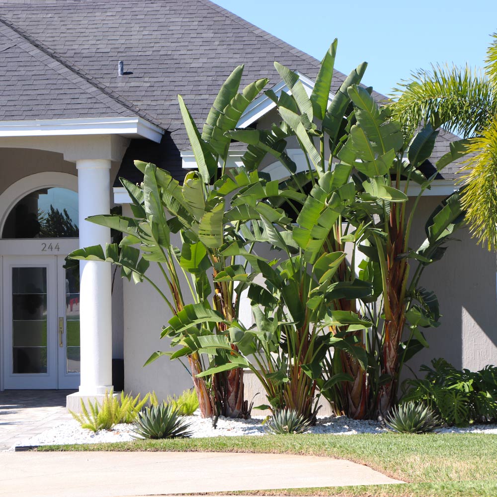 Orange Bird of Paradise - Image 3