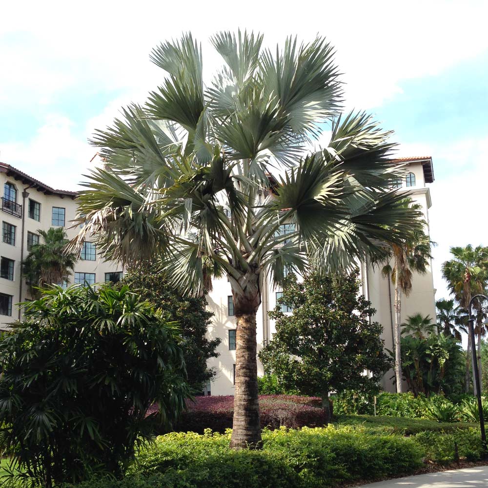 Bismarck Palm Tree - Image 2