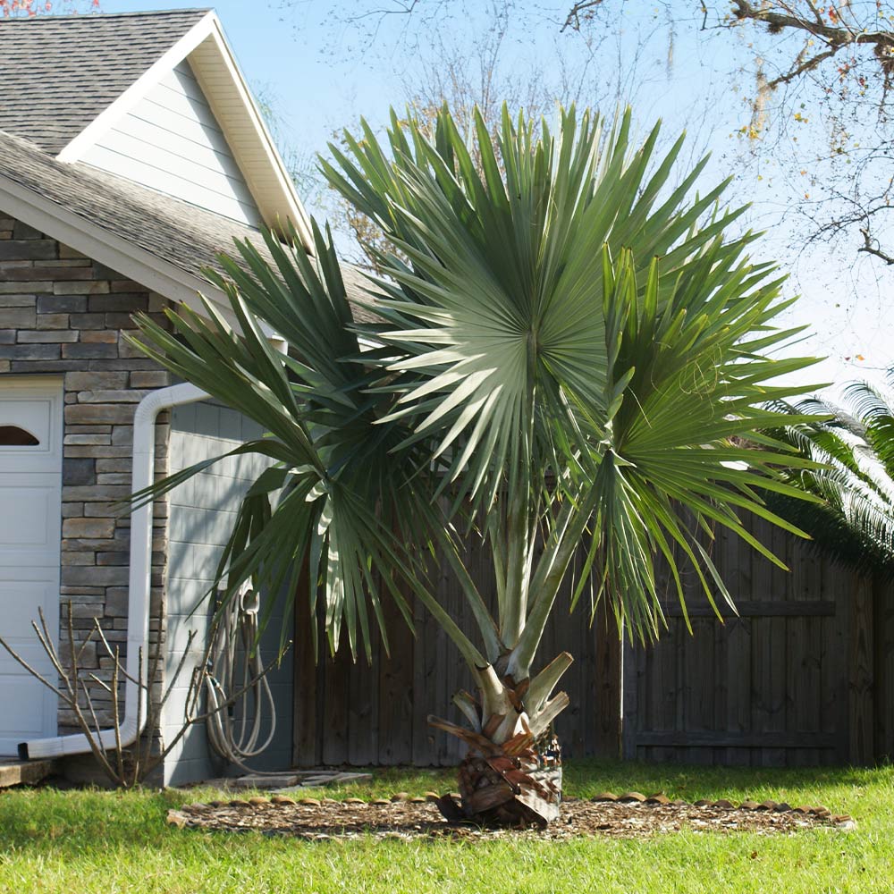 Bismarck Palm Tree - Image 3