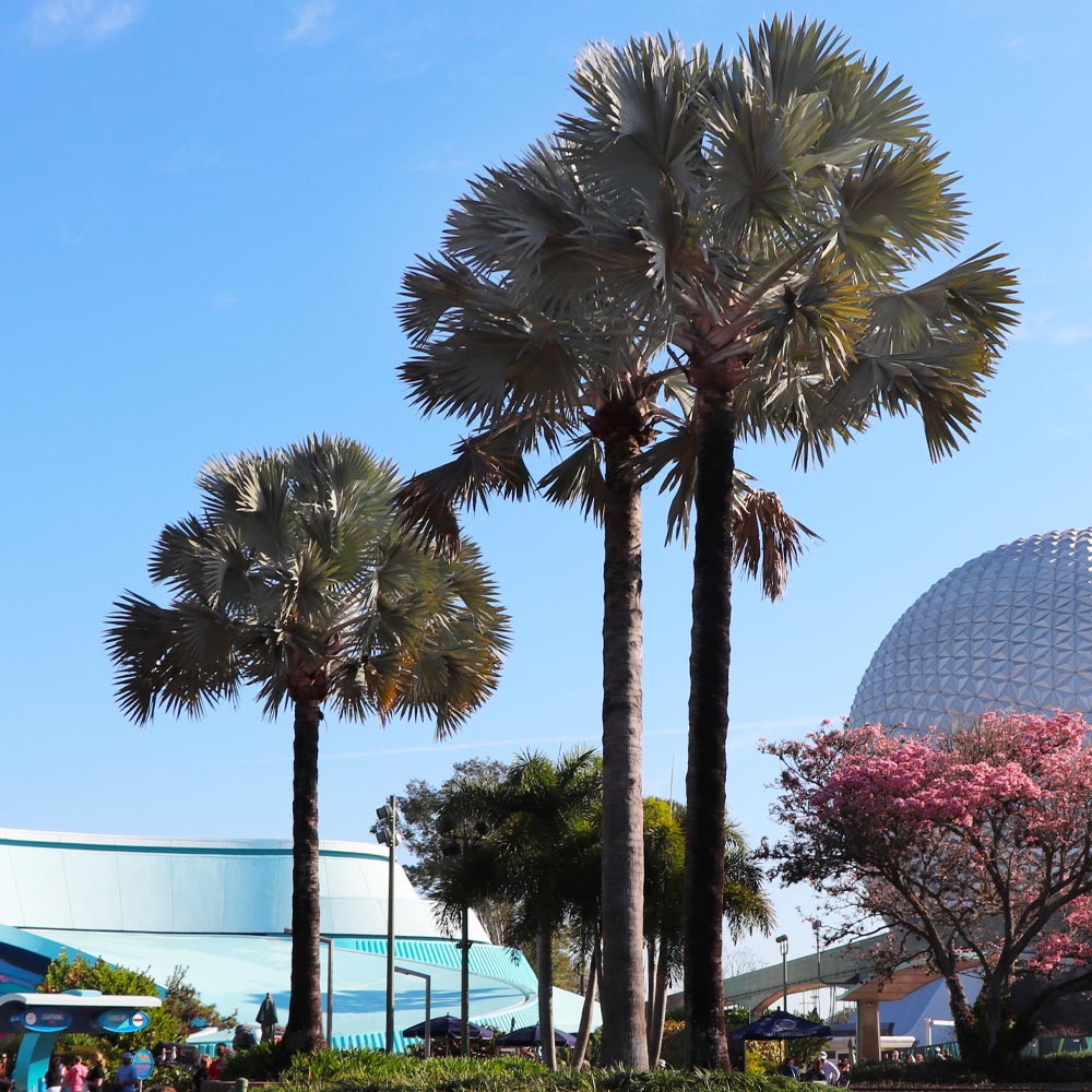 Bismarck Palm Tree - Image 4