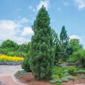 Frank Austrian Pine Tree