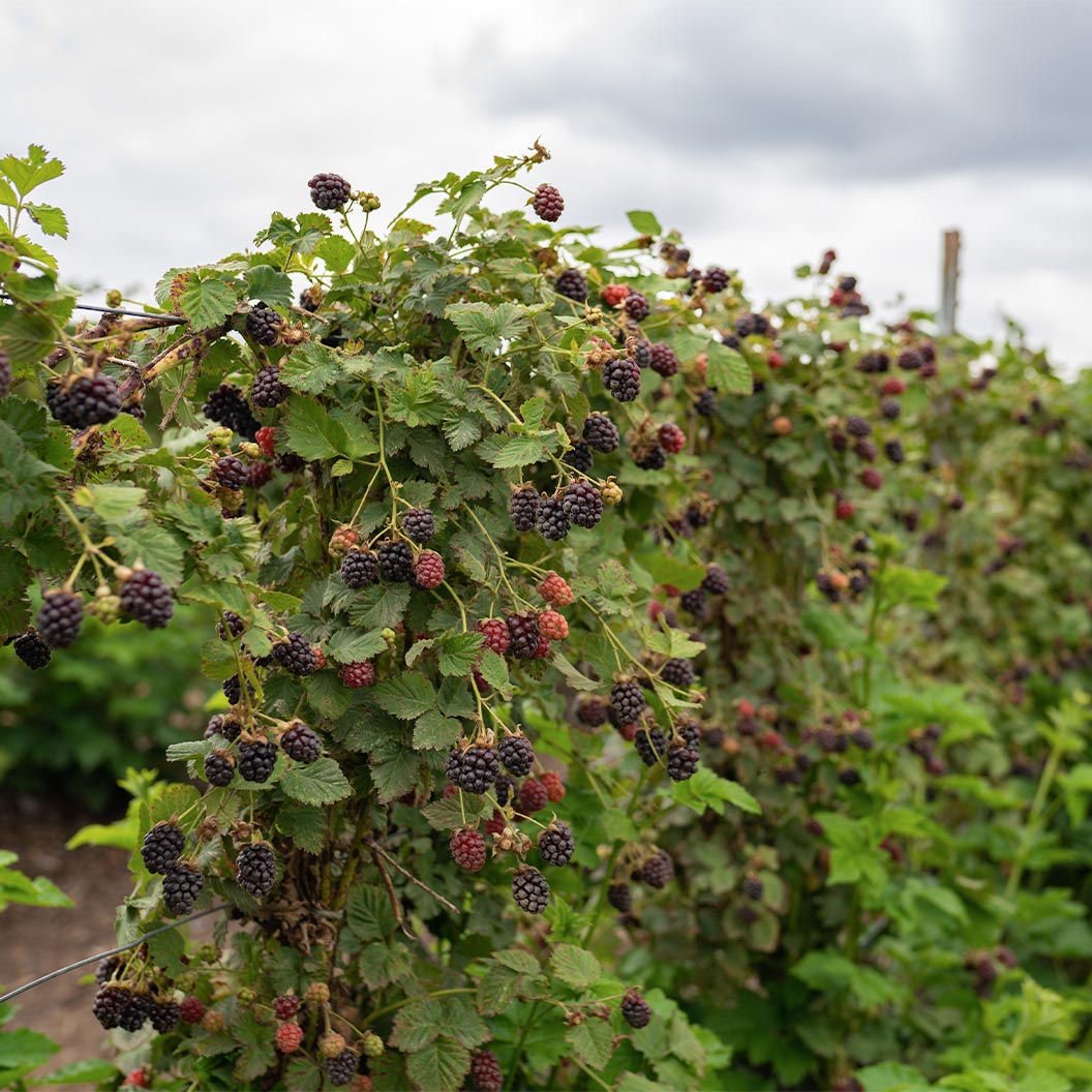 Black Satin Thornless Blackberry Bush - Image 2