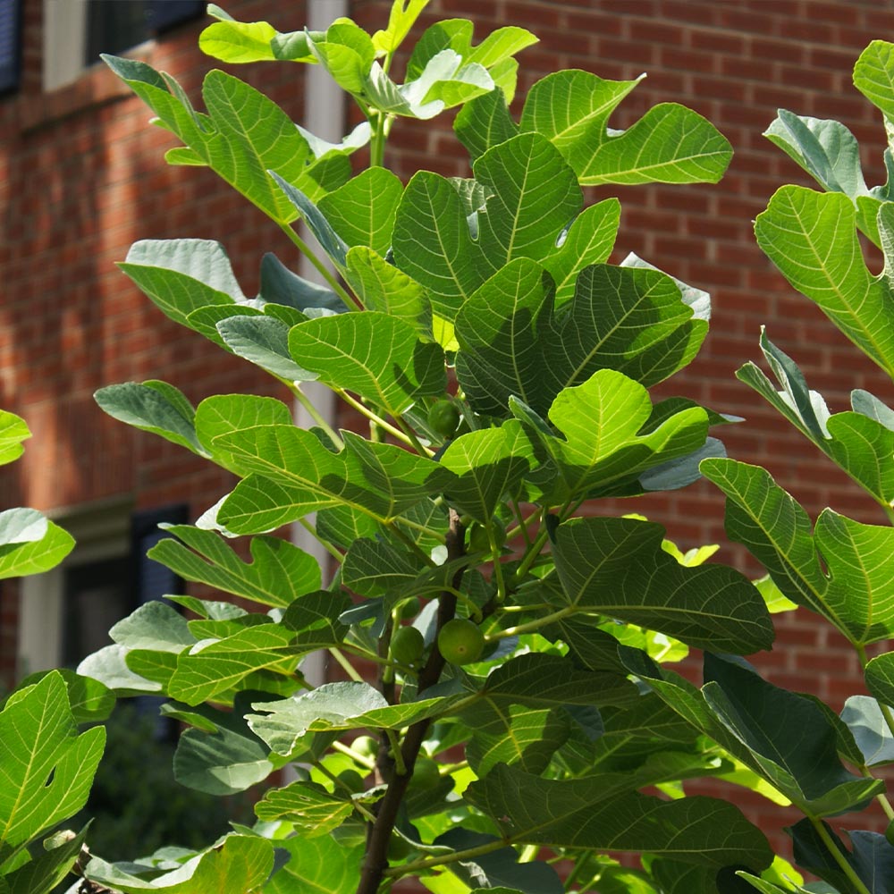 Black Mission Fig - Image 4