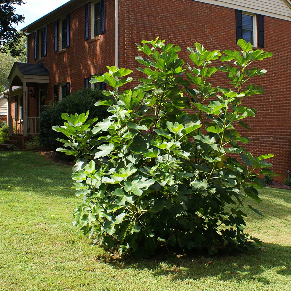 Black Mission Fig - Image 3