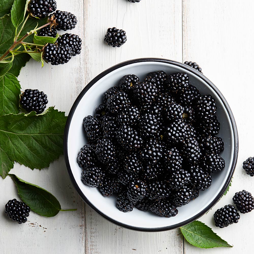Black Satin Thornless Blackberry Bush - Image 3