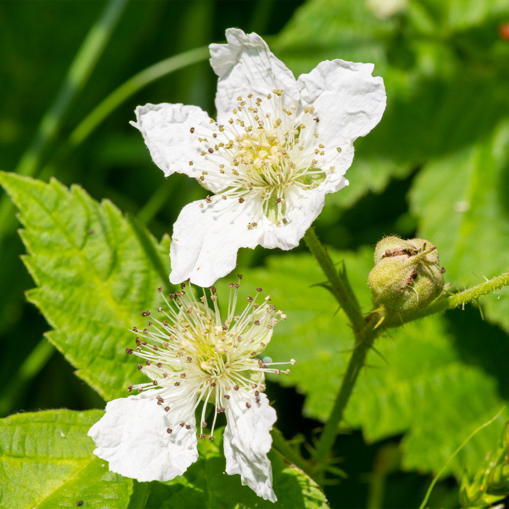 Black Satin Thornless Blackberry Bush - Image 4