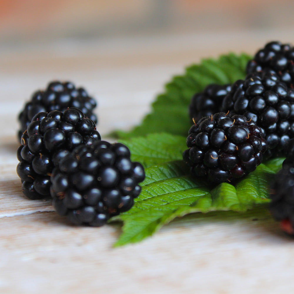 Black Satin Thornless Blackberry Bush - Image 5