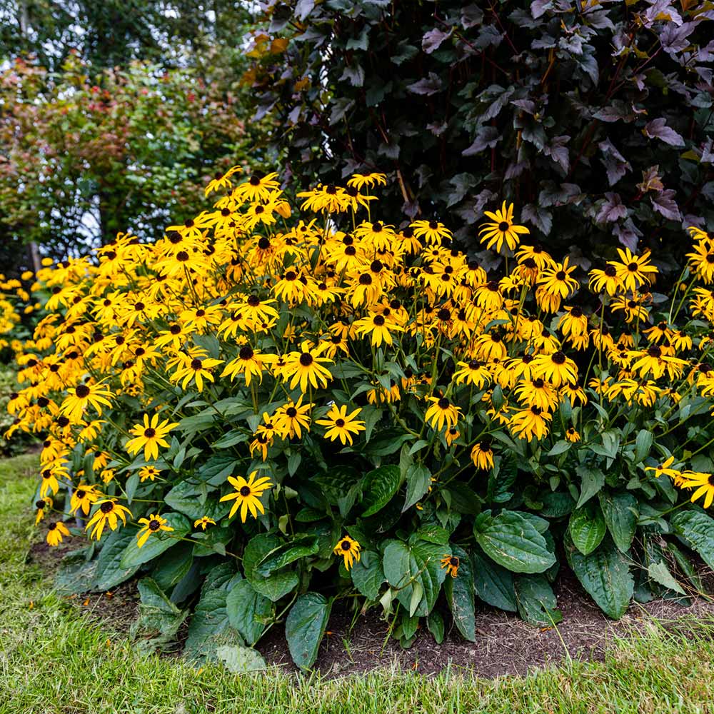 Goldsturm Black-Eyed Susan - Image 2