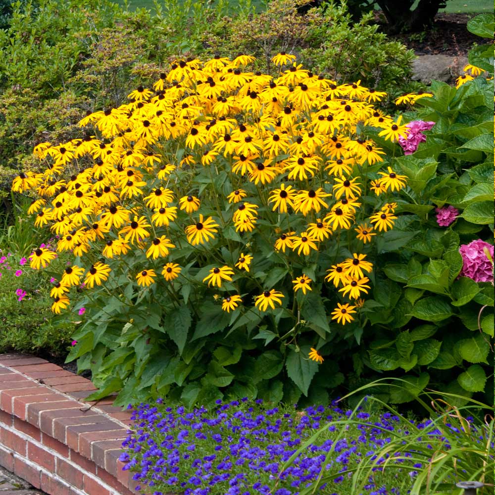 Goldsturm Black-Eyed Susan - Image 3